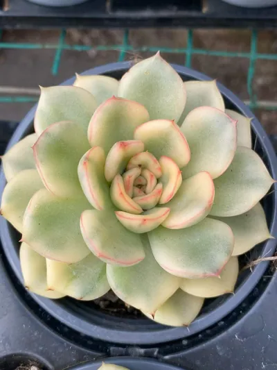 Echeveria 'Pollyanna' Variegated — photo 2 of 6