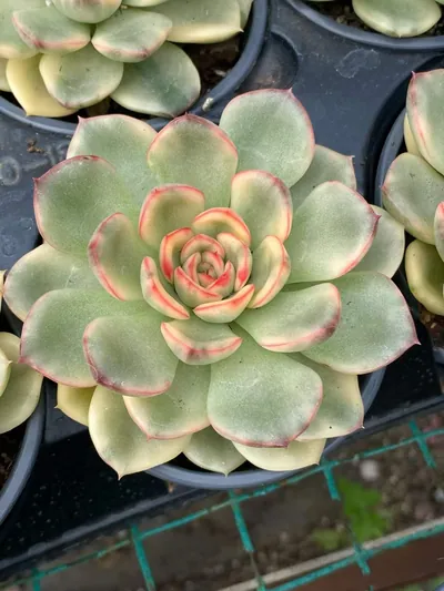 Echeveria 'Pollyanna' Variegated — photo 3 of 6