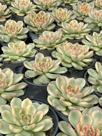 Echeveria 'Pollyanna' Variegated — photo 4 of 6
