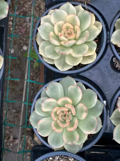 Echeveria 'Pollyanna' Variegated — photo 5 of 6
