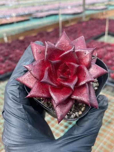 Echeveria 'Robin' — photo 1 of 4