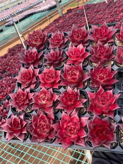 Echeveria 'Robin' — photo 2 of 4