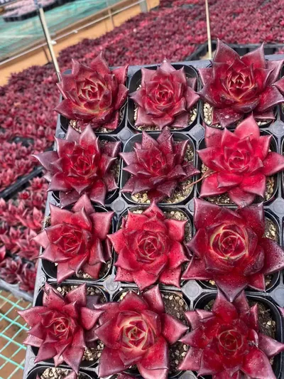 Echeveria 'Robin' — photo 3 of 4