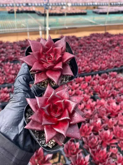 Echeveria 'Robin' — photo 4 of 4