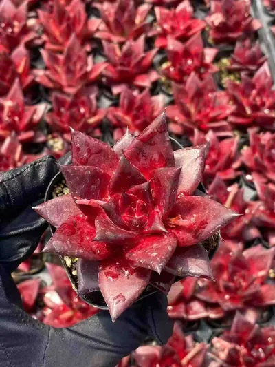 Echeveria 'Robin' Single — wholesale Echeveria from Yunnan, China