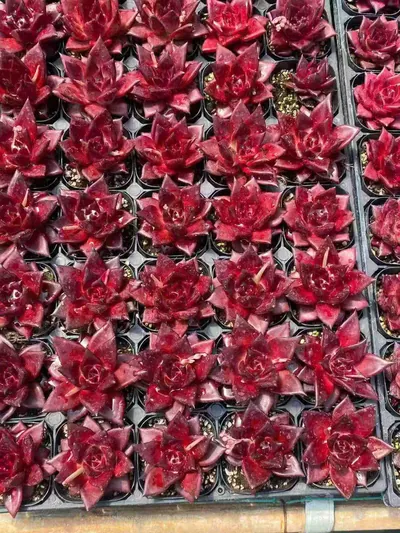 Echeveria 'Robin' Single — photo 3 of 3