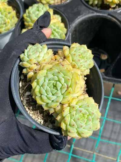 Echeveria 'Rose Lotus' — wholesale Echeveria from Yunnan, China