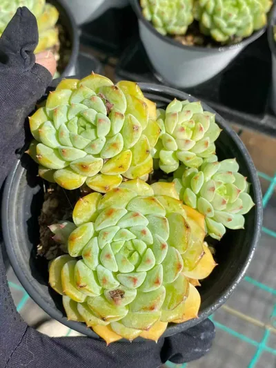 Echeveria 'Rose Lotus' — photo 6 of 6