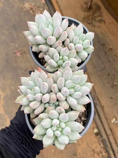 Echeveria 'Solomon' Cluster — photo 2 of 6