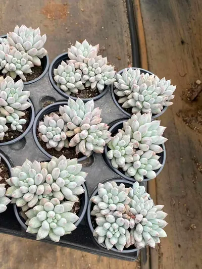 Echeveria 'Solomon' Cluster — photo 3 of 6