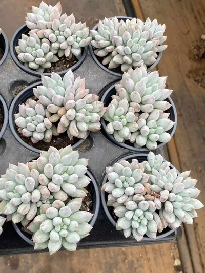 Echeveria 'Solomon' Cluster — photo 4 of 6