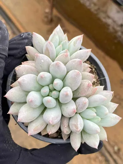 Echeveria Echeveria 'Solomon' Cluster succulent — wholesale export from Yunnan, China