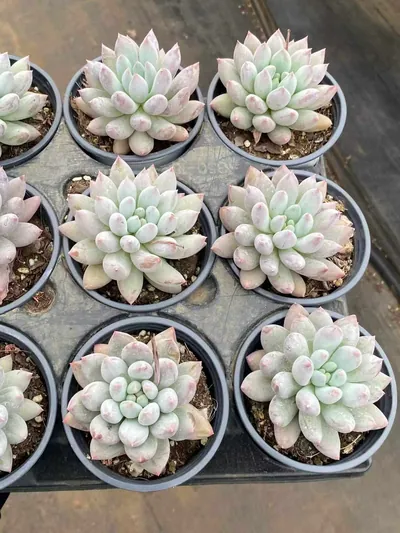 Echeveria 'Solomon' Single — photo 2 of 6