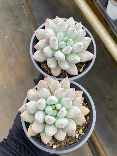 Echeveria 'Solomon' Single — photo 3 of 6