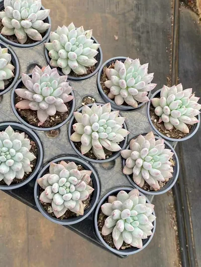 Echeveria 'Solomon' Single — photo 4 of 6