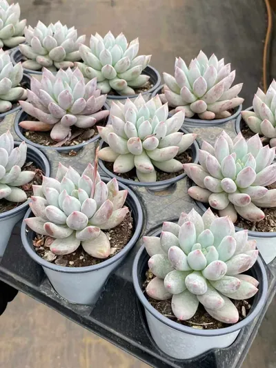 Echeveria 'Solomon' Single — photo 5 of 6