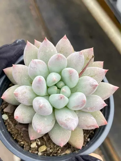 Echeveria 'Solomon' Single — photo 6 of 6