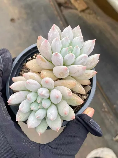 Echeveria 'Solomon' Twin-head — photo 2 of 6