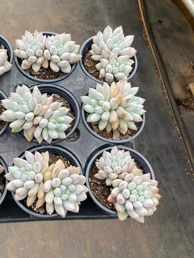 Echeveria 'Solomon' Twin-head — photo 3 of 6