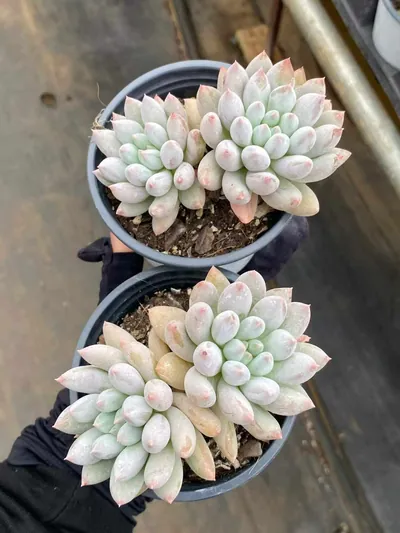 Echeveria 'Solomon' Twin-head — photo 4 of 6