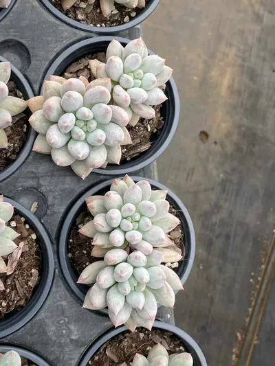 Echeveria 'Solomon' Twin-head — photo 5 of 6