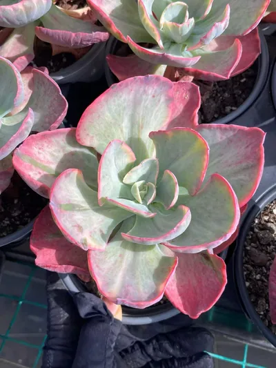 Elegant Beauty Variegated — wholesale Echeveria from Yunnan, China