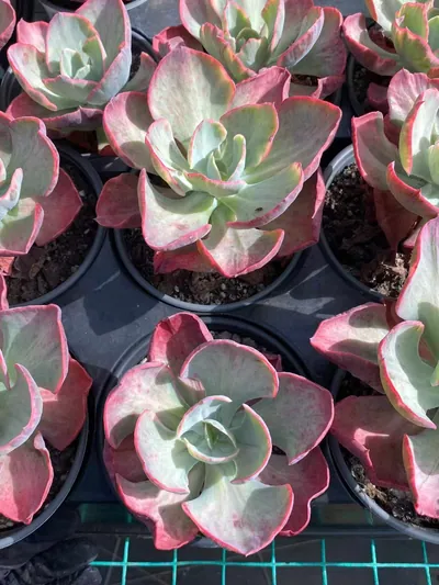 Elegant Beauty Variegated — photo 3 of 6