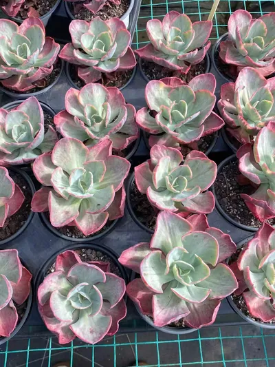 Elegant Beauty Variegated — photo 5 of 6