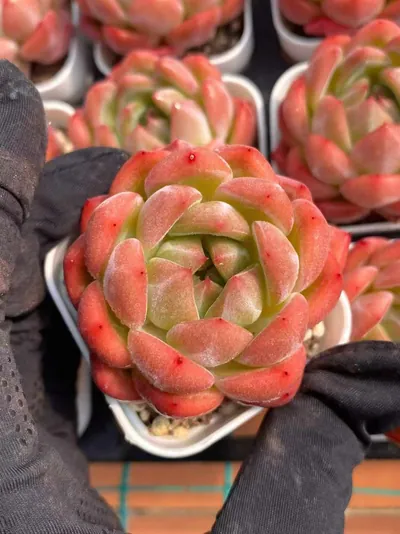Echeveria Emerald Jade succulent — wholesale export from Yunnan, China