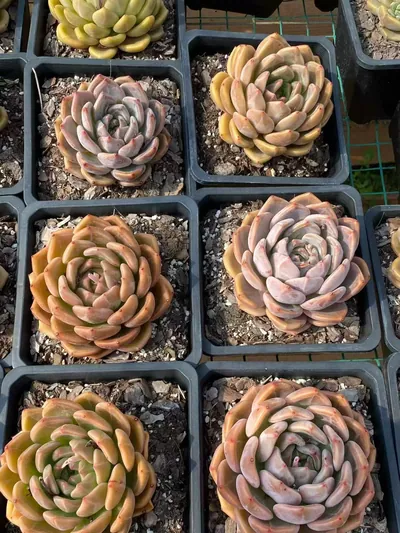 Euro King — wholesale Echeveria from Yunnan, China
