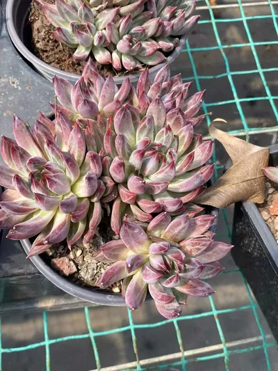 Finnish Night 5 Heads — wholesale Echeveria from Yunnan, China