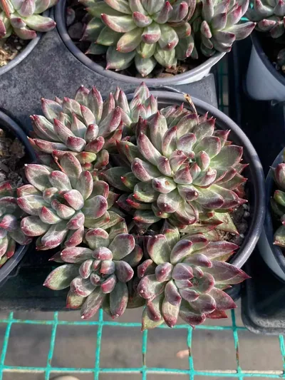 Finnish Night Cluster — wholesale Echeveria from Yunnan, China