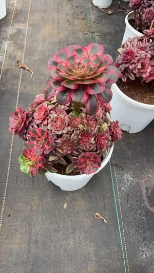 Aeonium Aeonium 'First Love' succulent — wholesale export from Yunnan, China