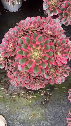 Aeonium Aeonium 'First Love' succulent — wholesale export from Yunnan, China