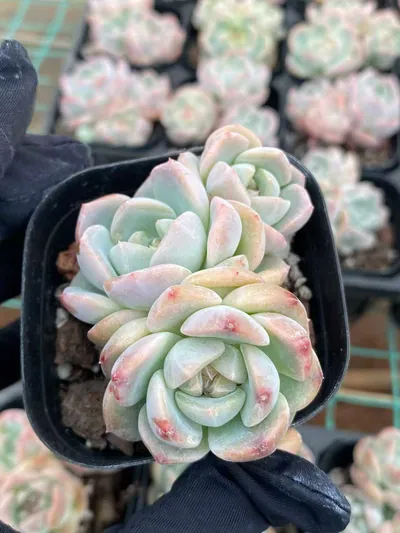 Echeveria Fortitude Cluster succulent — wholesale export from Yunnan, China