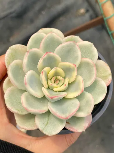 Friendship Variegated — wholesale Echeveria from Yunnan, China