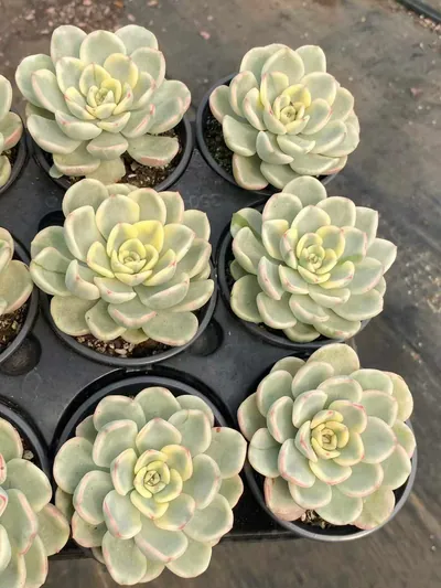 Friendship Variegated — photo 2 of 6