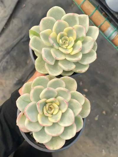 Friendship Variegated — photo 3 of 6
