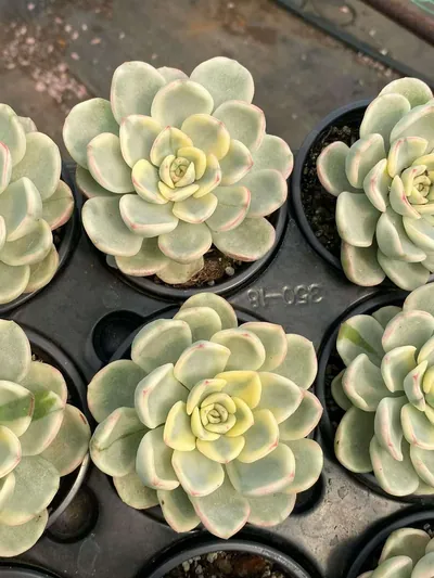 Friendship Variegated — photo 4 of 6