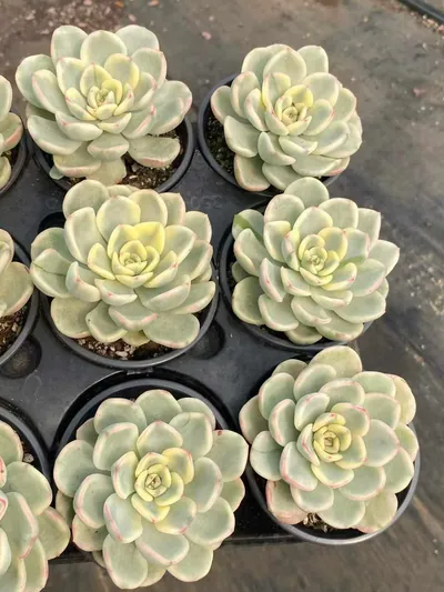 Friendship Variegated — photo 6 of 6