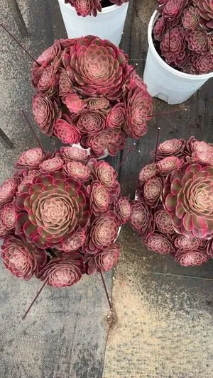 Aeonium Aeonium 'Lotus Bloom' succulent — wholesale export from Yunnan, China