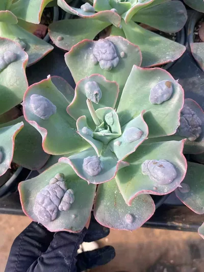 Echeveria Garden Cottage succulent — wholesale export from Yunnan, China