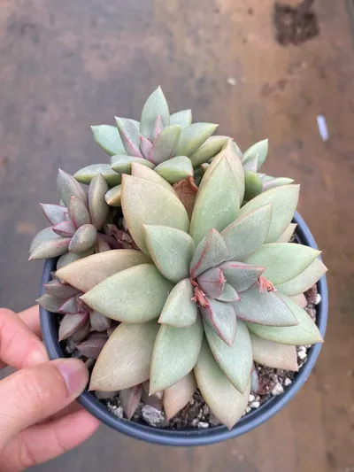 General — photo 2 of 4
