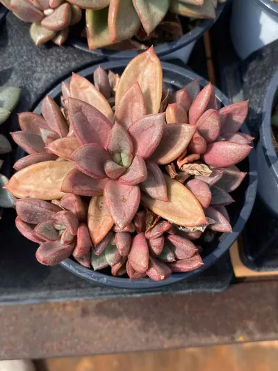 General Cluster — photo 1 of 6