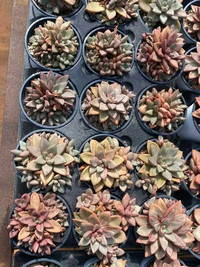 General Cluster — photo 2 of 6