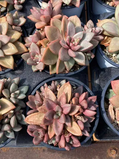 General Cluster — photo 3 of 6