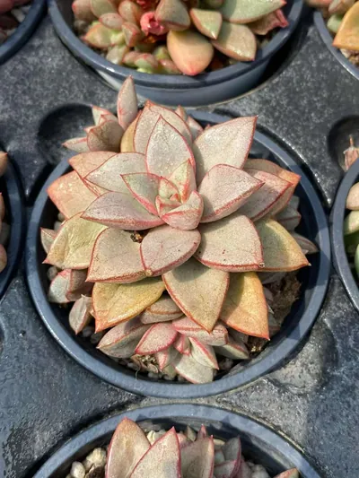 General Cluster — photo 4 of 6