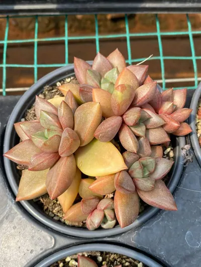 Echeveria General Cluster succulent — wholesale export from Yunnan, China