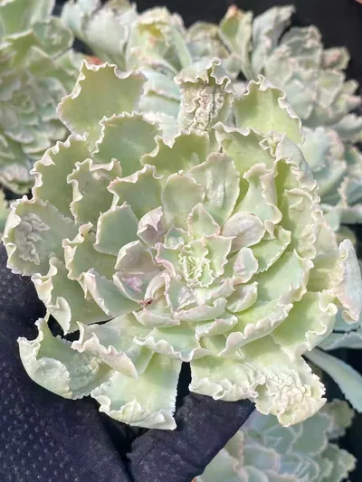 Echeveria Gion Dance (祗园之舞) succulent — wholesale bare-root export from Yunnan, China (1 of 3)