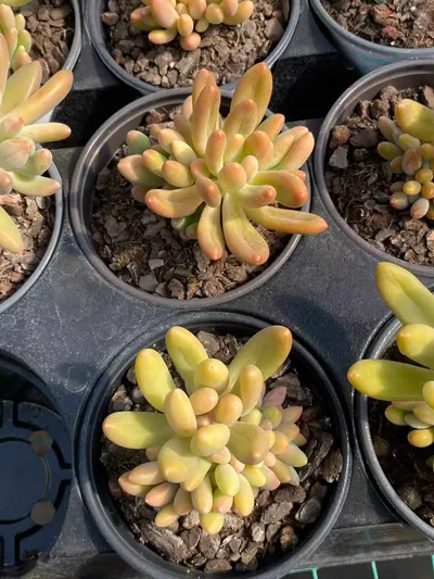 Glowing Beauty — photo 3 of 6